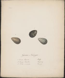 Genus Tringa