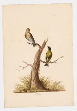 Siskin