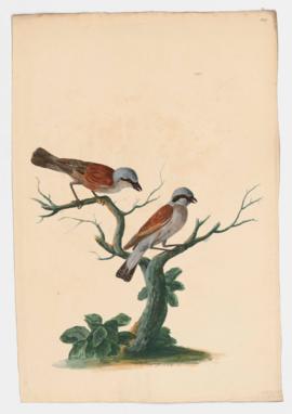 Red Backed Shrike