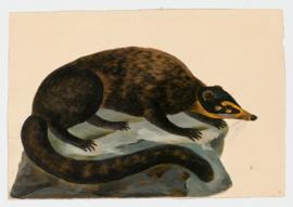 White-nosed Coati
