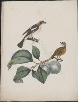 Two birds on a branch