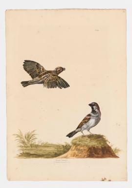 House-Sparrow