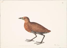 Slaty-legged Crake (Rallina eurizonoides)