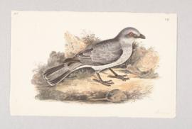 Large Cuckooshrike (Coracina javensis)