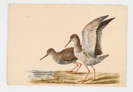 Redshank
