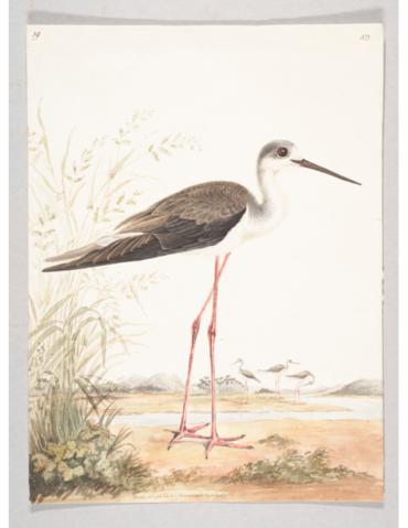 Open original Digital object