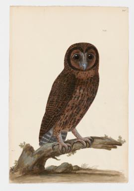 Ural Owl. Melanistic morph