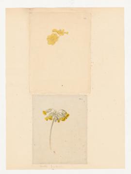 Cowslip primula veris