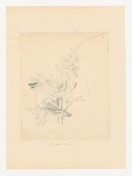 Glaucium luteum