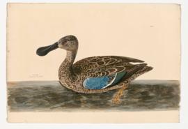 Shoveler