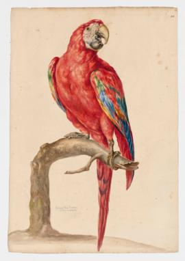 Red and blue macaw