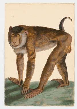Southern Pig-tailed Macaque