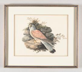 Common Kestrel (Falco tinnunculus)