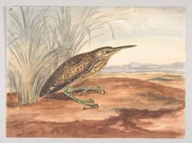 Cinnamon Bittern (Ixobrychus cinnamomeus)