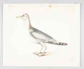 Lesser black-backed gull (Larus fuscus)