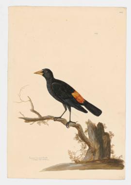 Crimson-rumped Oriole