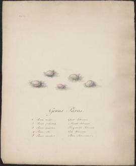 Genus Parus