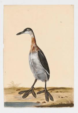 Red-necked Grebe