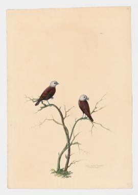 White-headed Mannakin