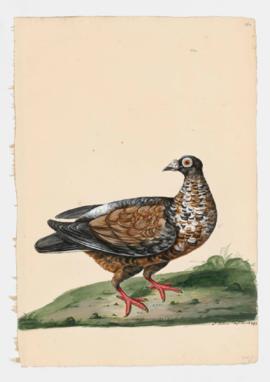 Rock Dove, Rock Pigeon. Horseman
