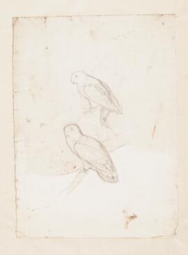 [Two unidentified parrots]
