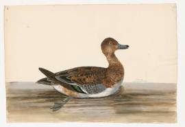 Wigeon [female]