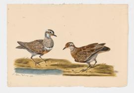 Dotterel