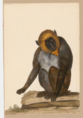 Mandrill