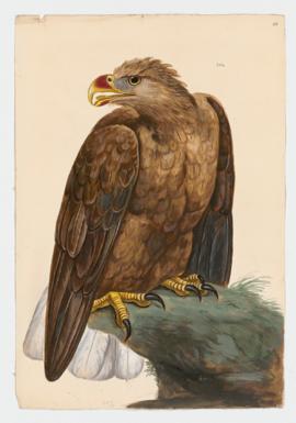 White-Tailed Eagle