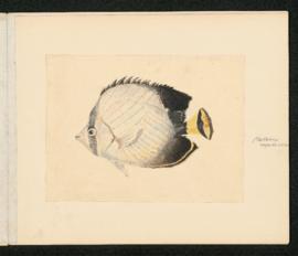 Chaetodon vagabundus