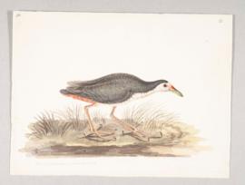 White-breasted Waterhen (Amaurornis phoenicurus)