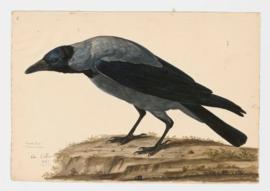Hooded Crow