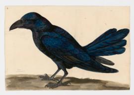 Raven