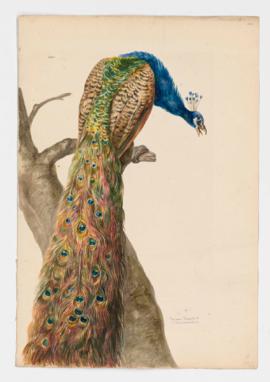Common Peacock [male]