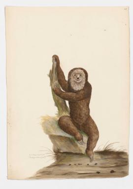 Ai or Three-toed Sloth