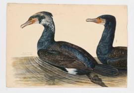Common Cormorant