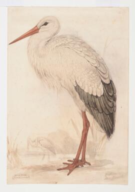 White stork (Ciconia ciconia)