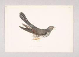Common Cuckoo (Cuculus canorus)