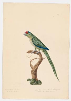The Red and Blue Headed Parroquet from the West Indies