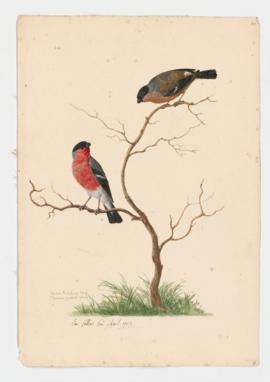 British Bullfinch [male] & [female]