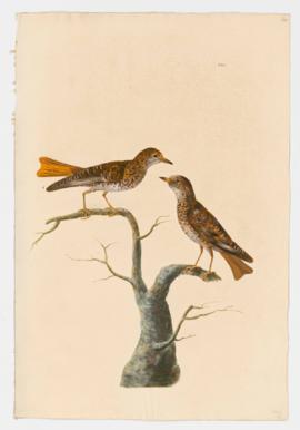 Common Redstart