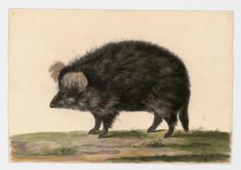 Wild Boar, Domestic Pig