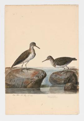 Common Sandpiper