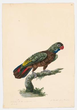A Parrot from Mexico