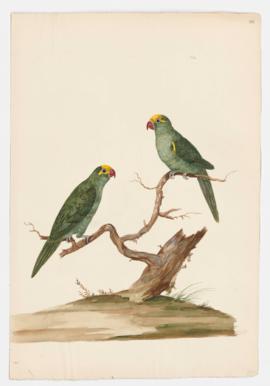 Yellow-crowned Amazon