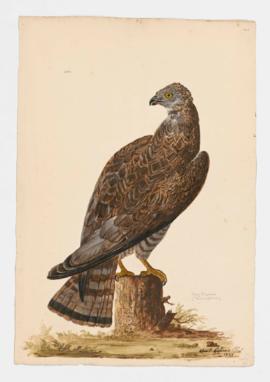 Honey Buzzard