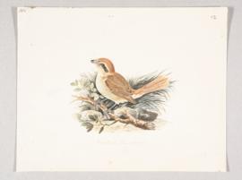 Brown shrike (Lanius cristatus)