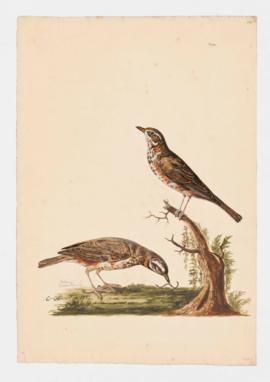 Redwing