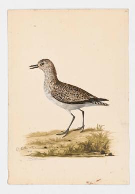 Grey Plover