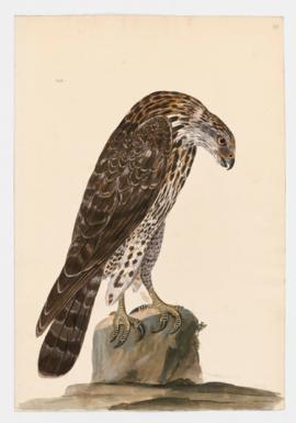 Red-Shouldered Hawk, immature